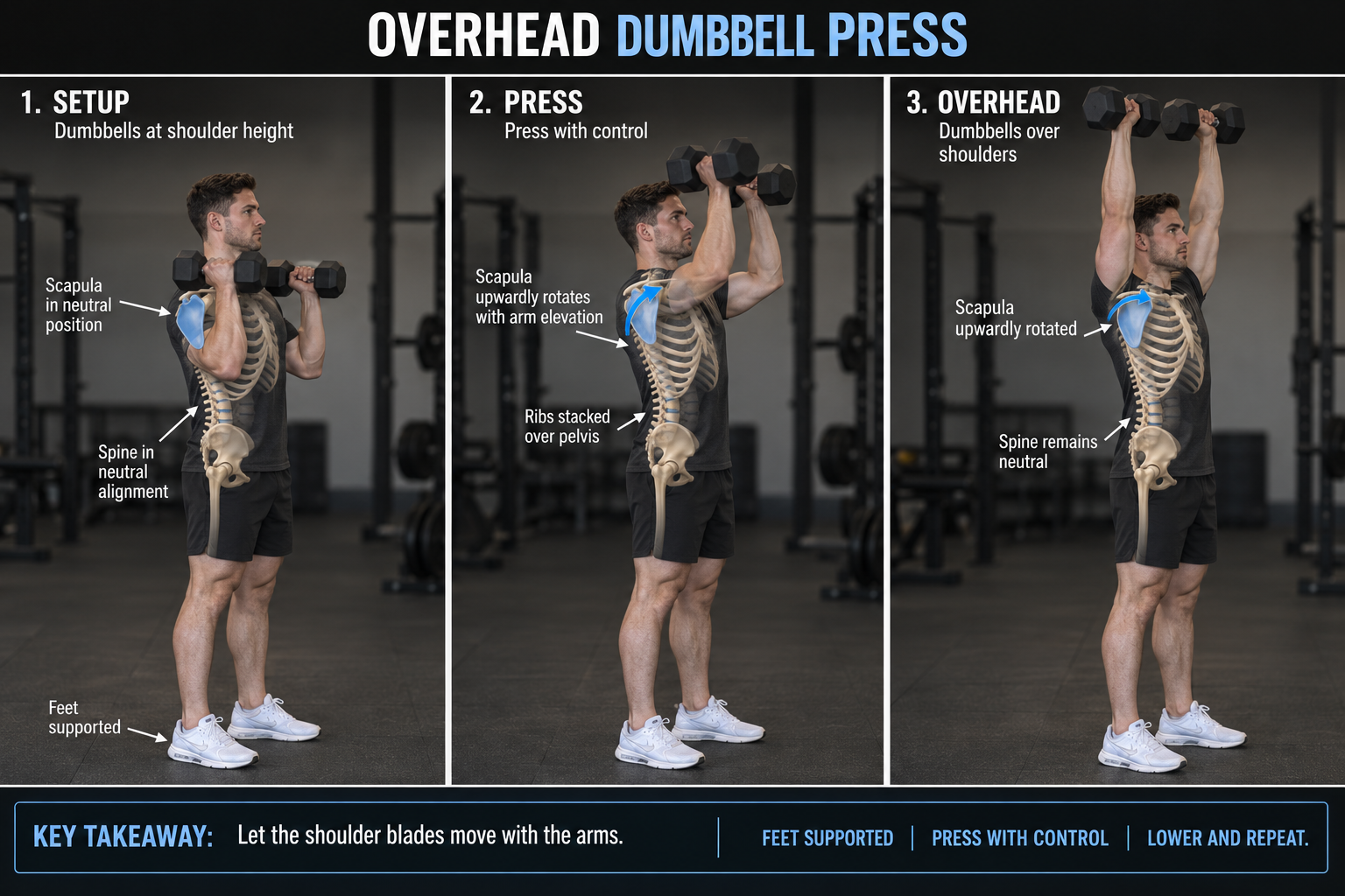 Three photographic anatomy-overlay stages of overhead dumbbell press