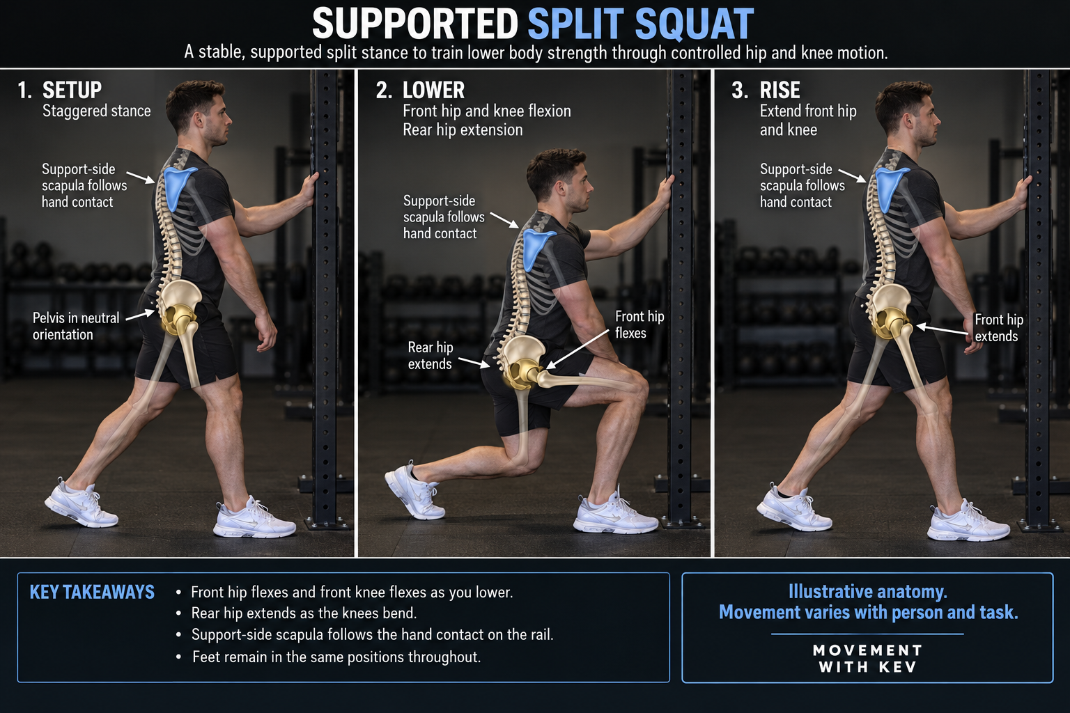 Three photographic anatomy-overlay stages of split squat
