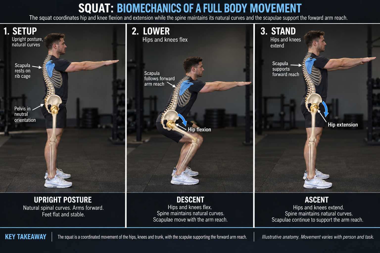 Three photographic anatomy-overlay stages of squat